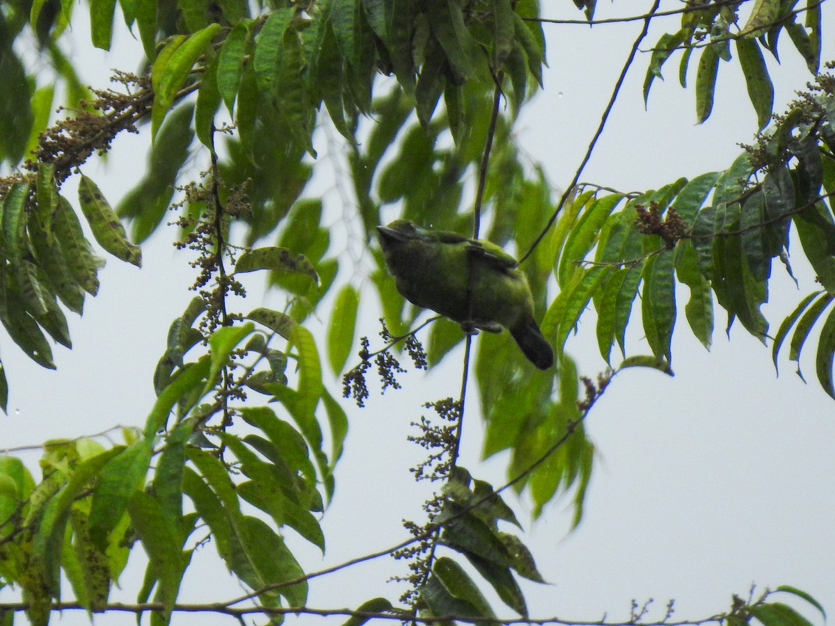 Borneobartvogel - ML175191381