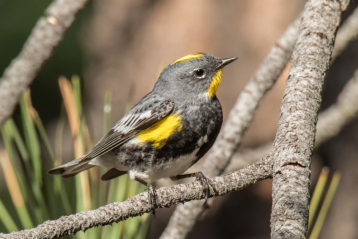 Yellow-rumped Warbler (Audubon's) - Wich’yanan Limparungpatthanakij