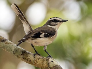 White-browed Robin - eBird