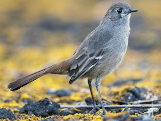 Southern Scrub-Robin - eBird