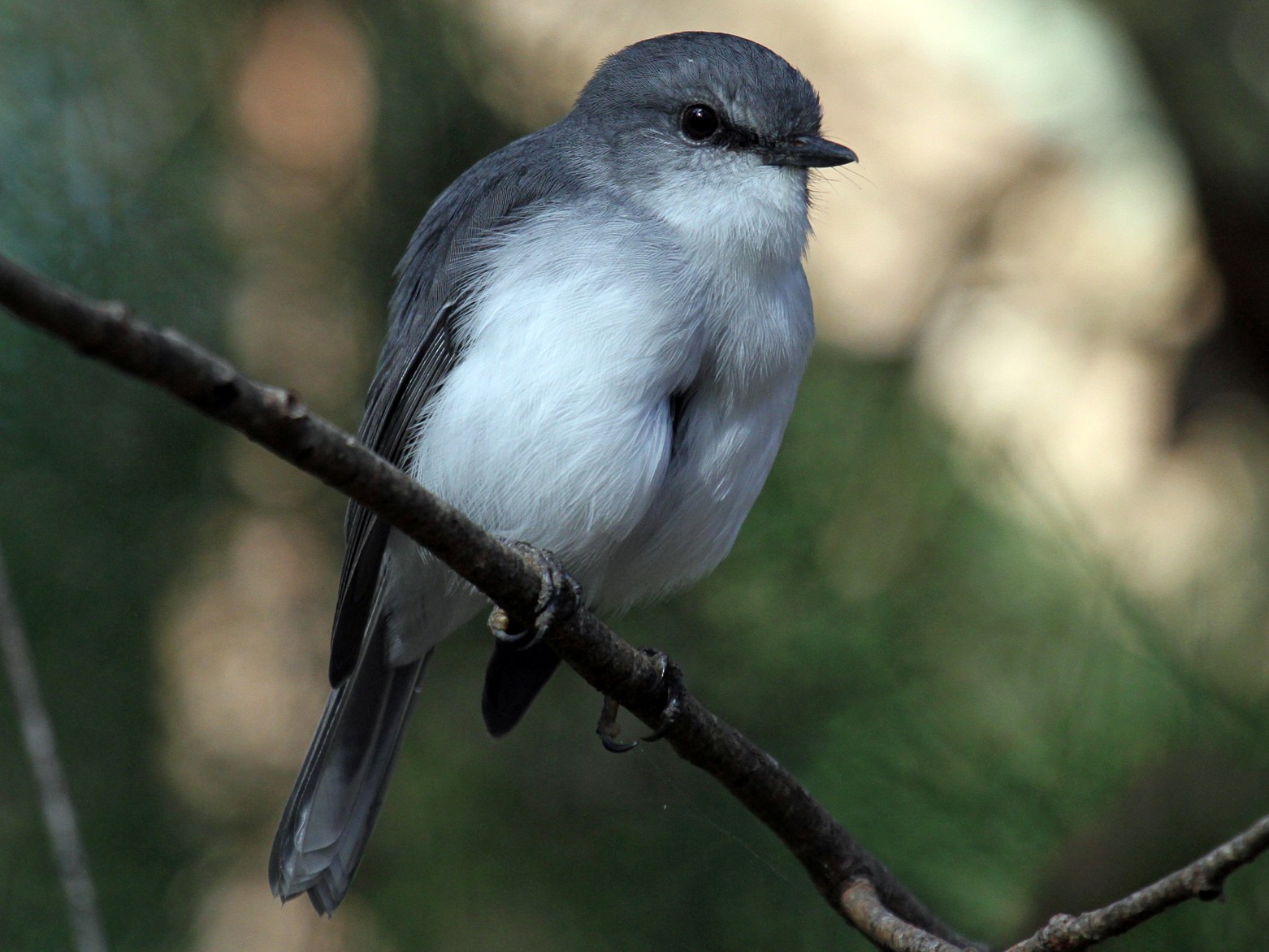 Whitebreasted Robin eBird