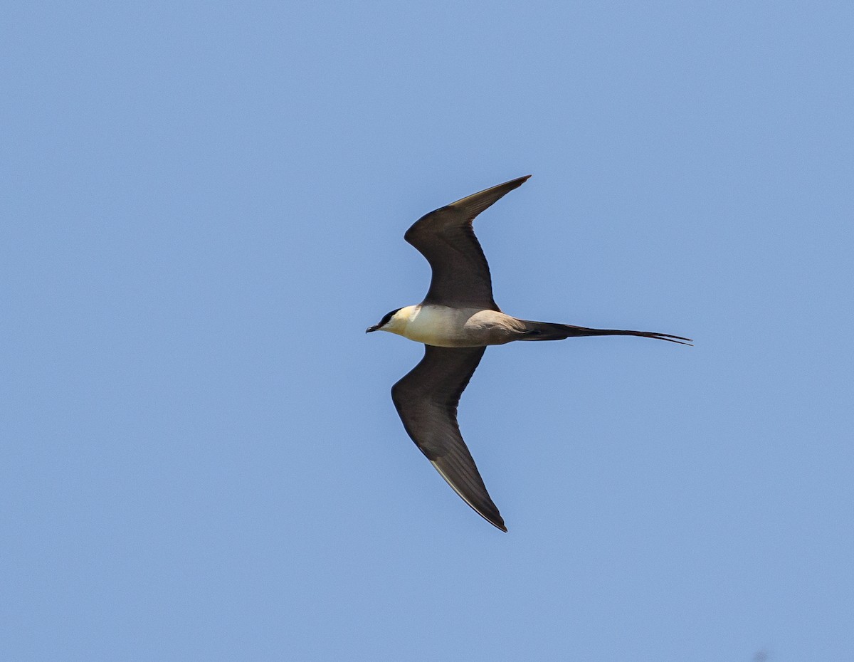 Long-tailed Jaeger - Chezy Yusuf