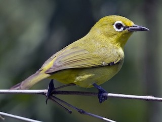  - Australian Yellow White-eye