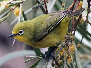  - Australian Yellow White-eye