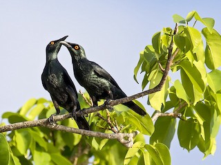  - Singing Starling