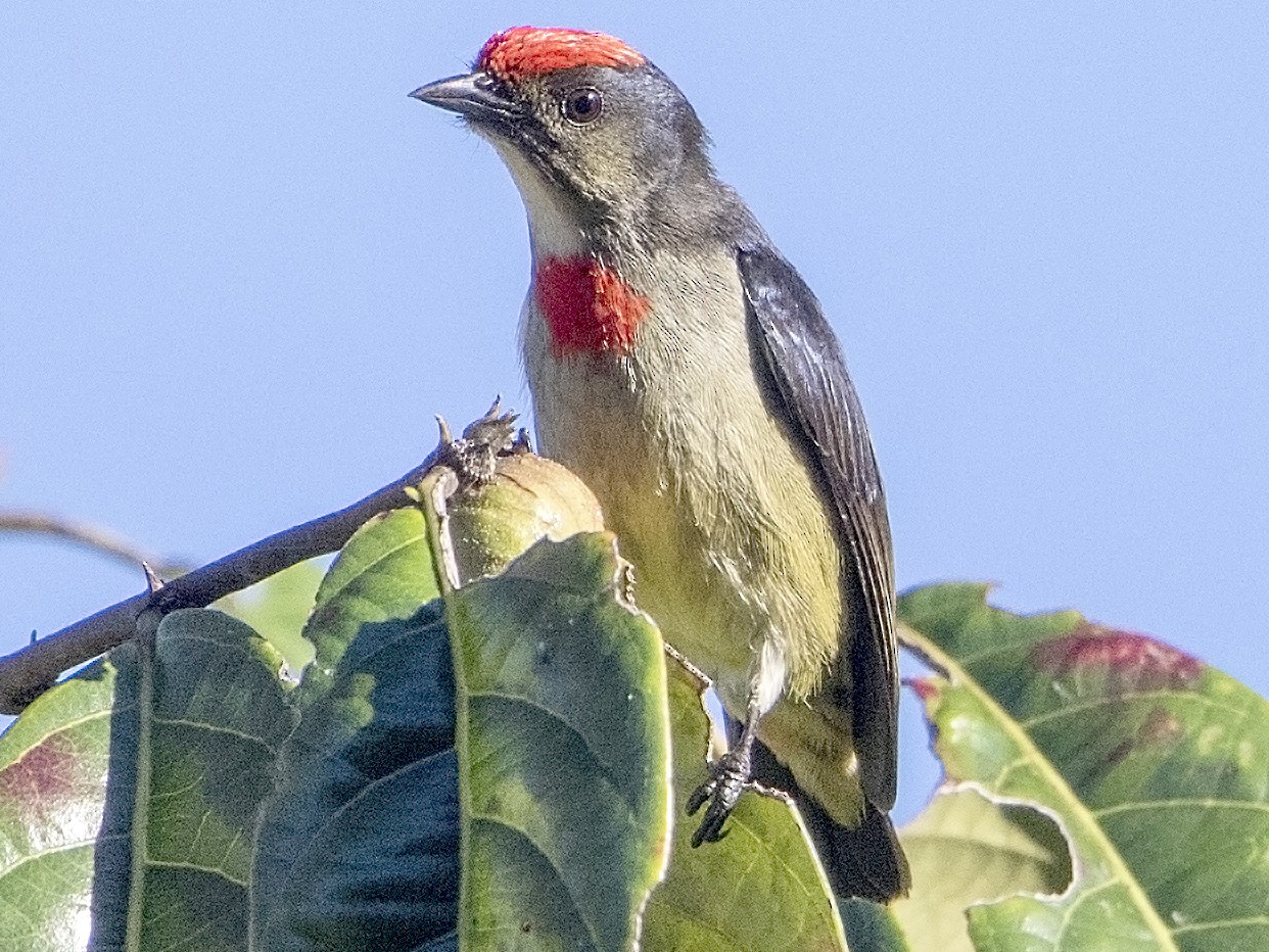 Red-capped Flowerpecker - Bradley Hacker 🦜