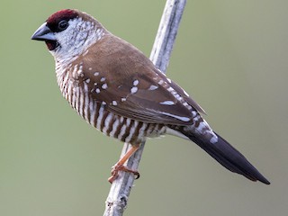 サクラスズメ - eBird