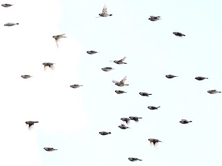 鳥群 - Ged Tranter - ML175196391