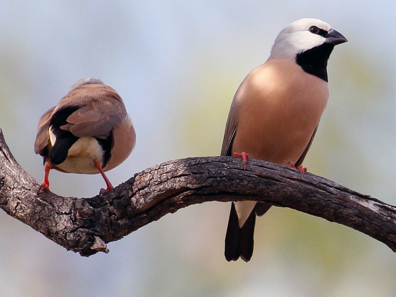 Black-throated Finch - James Kennerley