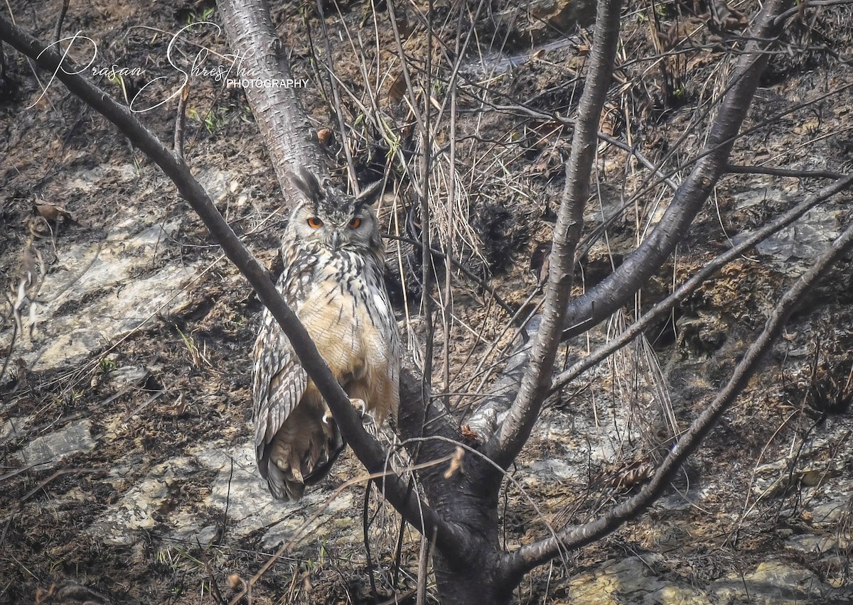 Rock Eagle-Owl - Prasan  Shrestha