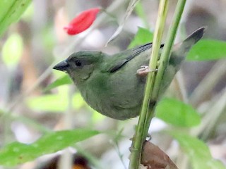 Dreifarben-Papageiamadine - eBird