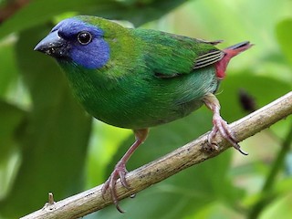 Blue-faced Parrotfinch - eBird