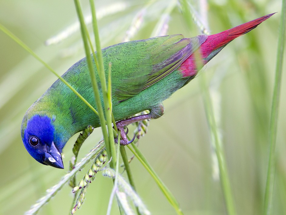 Blue-faced Parrotfinch - Laurie Ross | Tracks Birding & Photography Tours