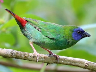  - Blue-faced Parrotfinch