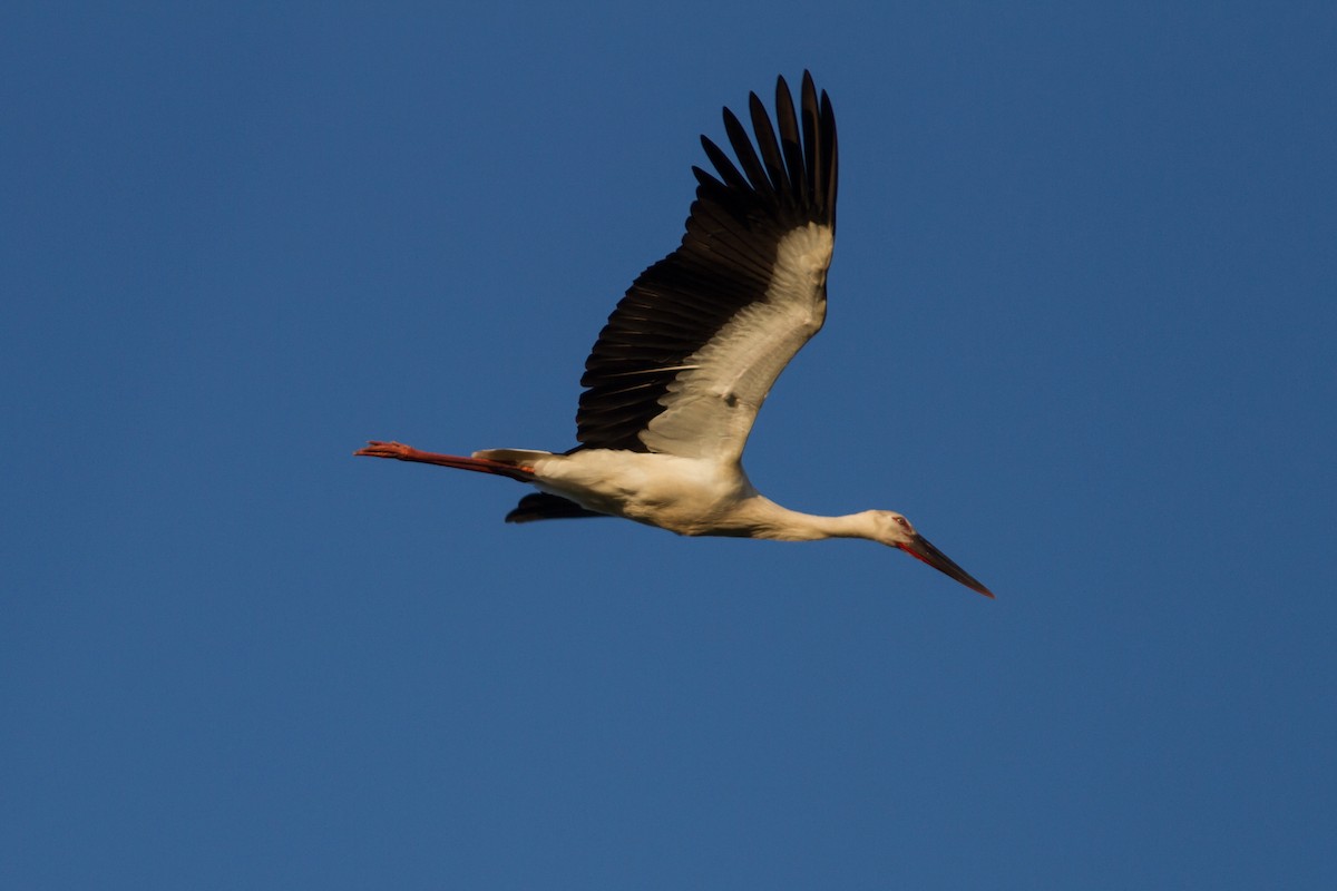 Oriental Stork - Paul Hyde