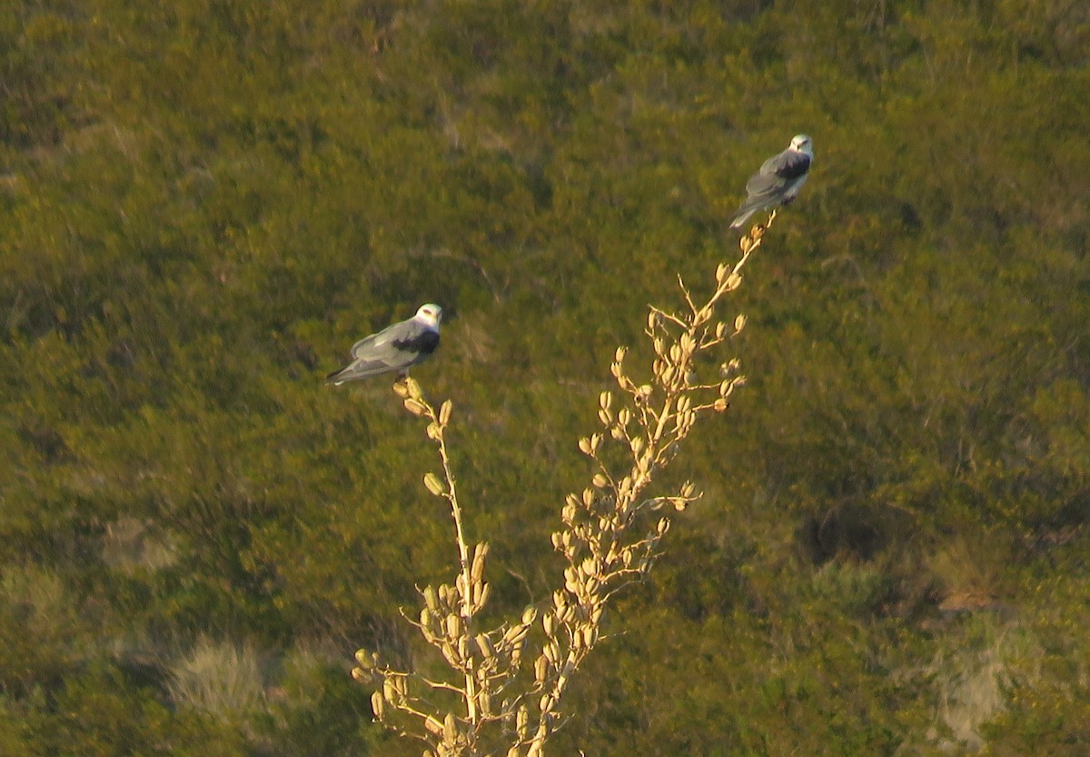 White-tailed Kite - Jarrod  Swackhamer