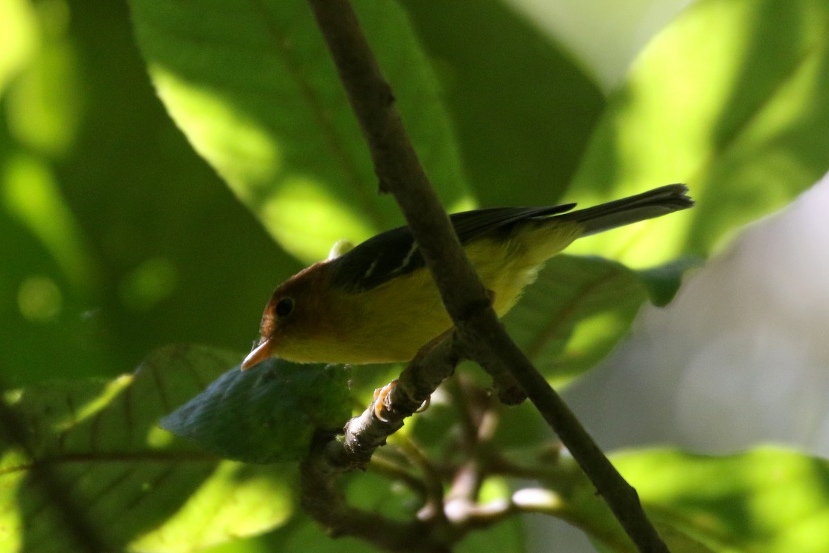 Yellow-breasted Warbler - Yovie Jehabut