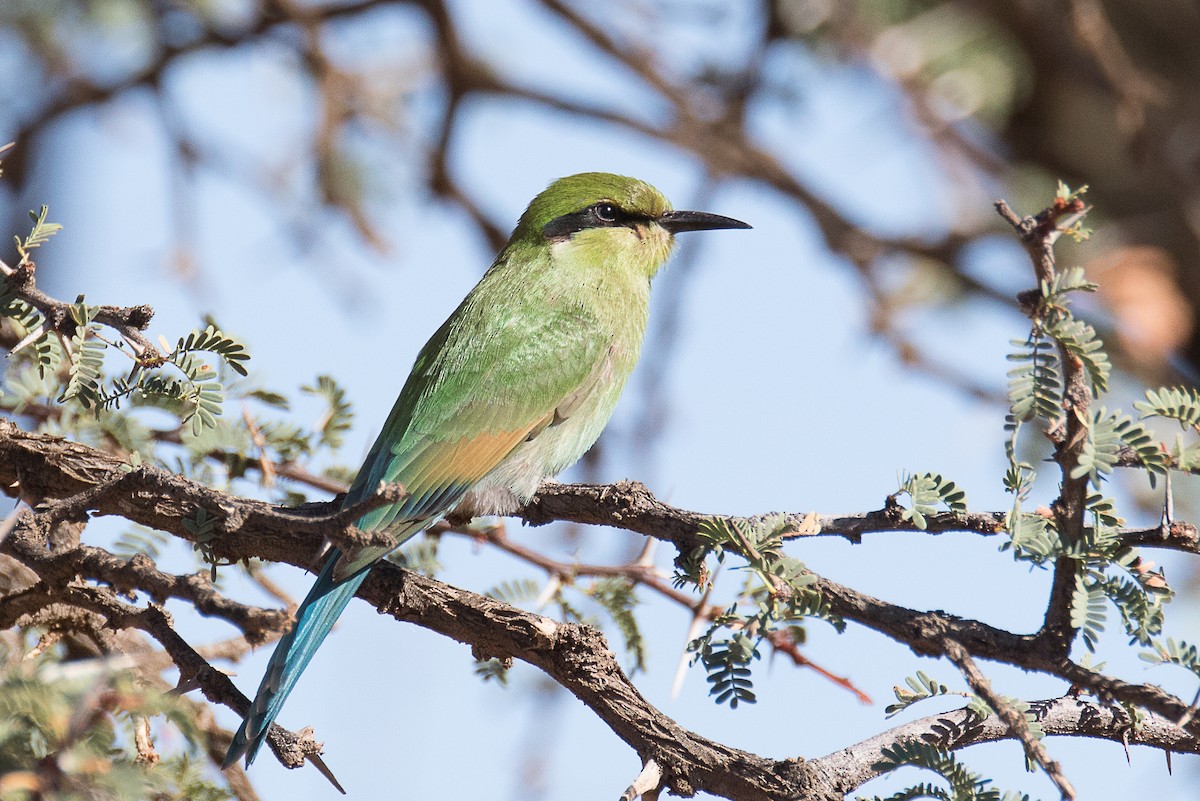 Swallow-tailed Bee-eater - Karin Coetzer