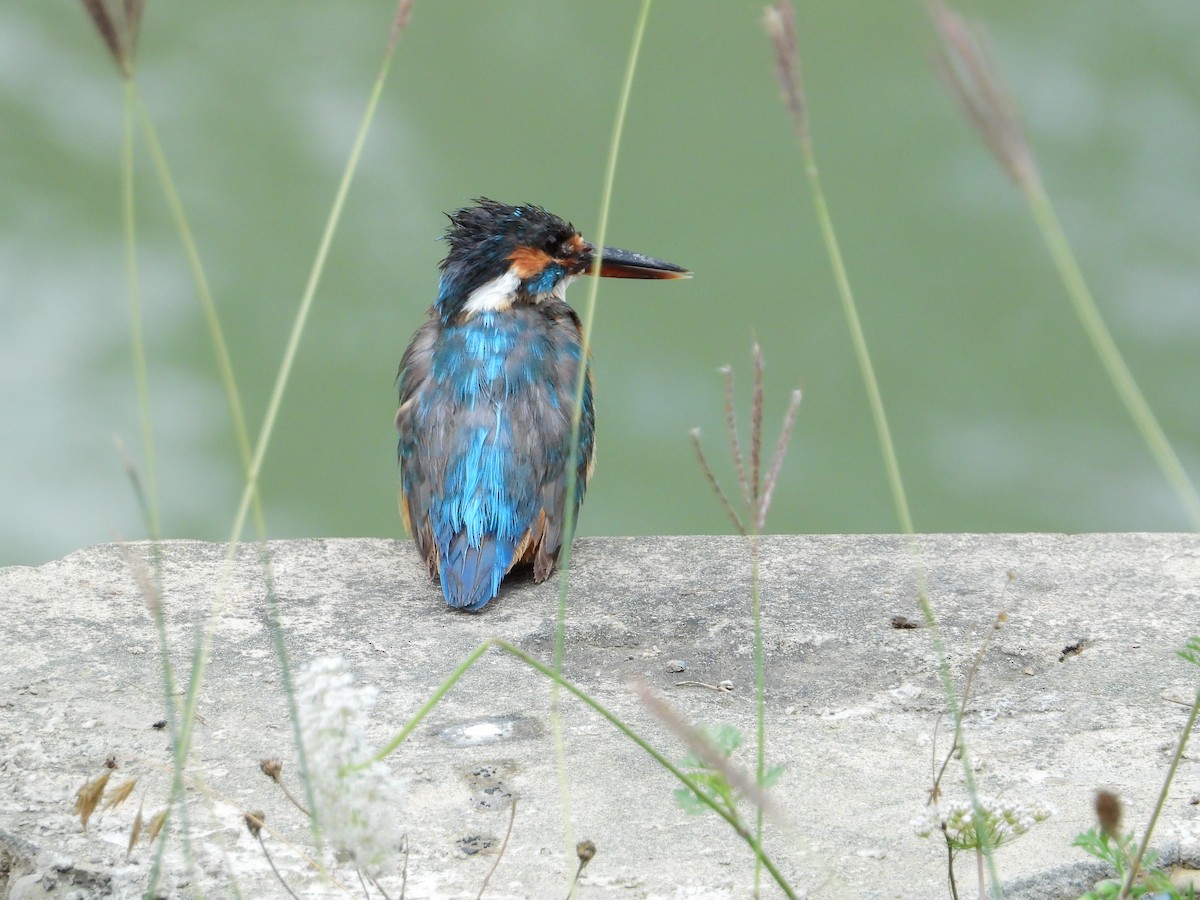 Common Kingfisher - Shahid B. Khan