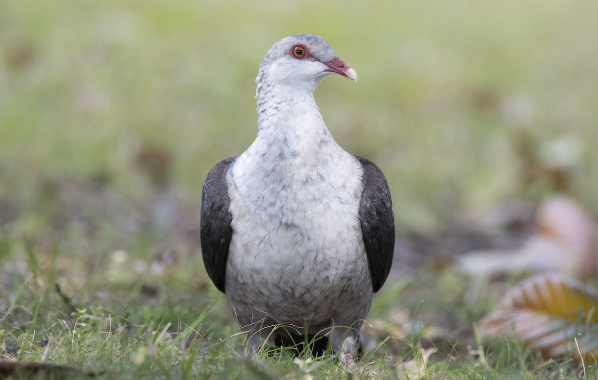 White-headed Pigeon - Nik Mulconray