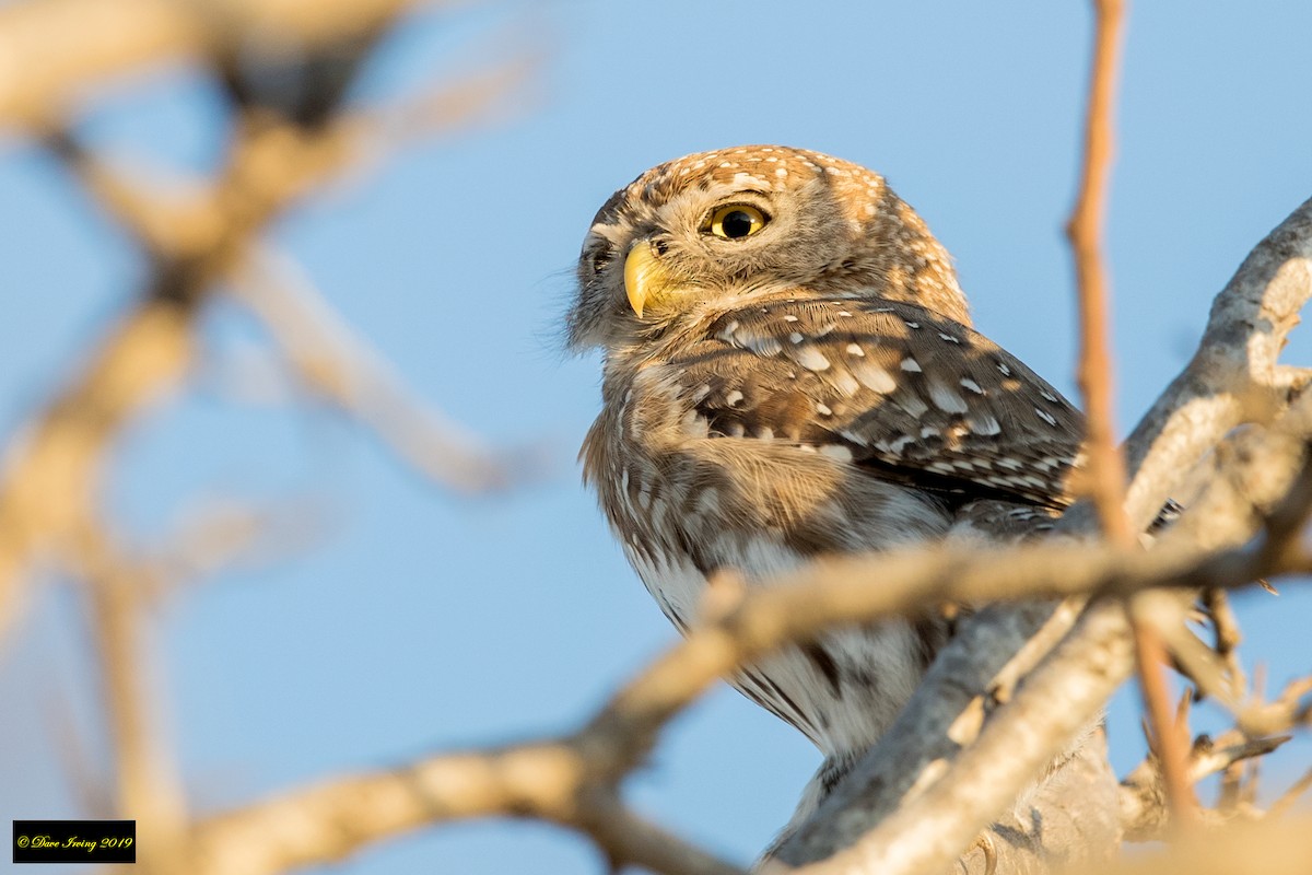 Pearl-spotted Owlet - David Irving