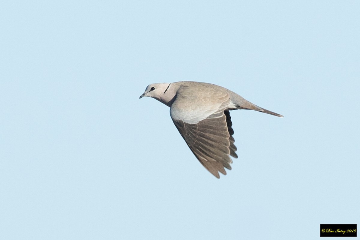Ring-necked Dove - ML175213141