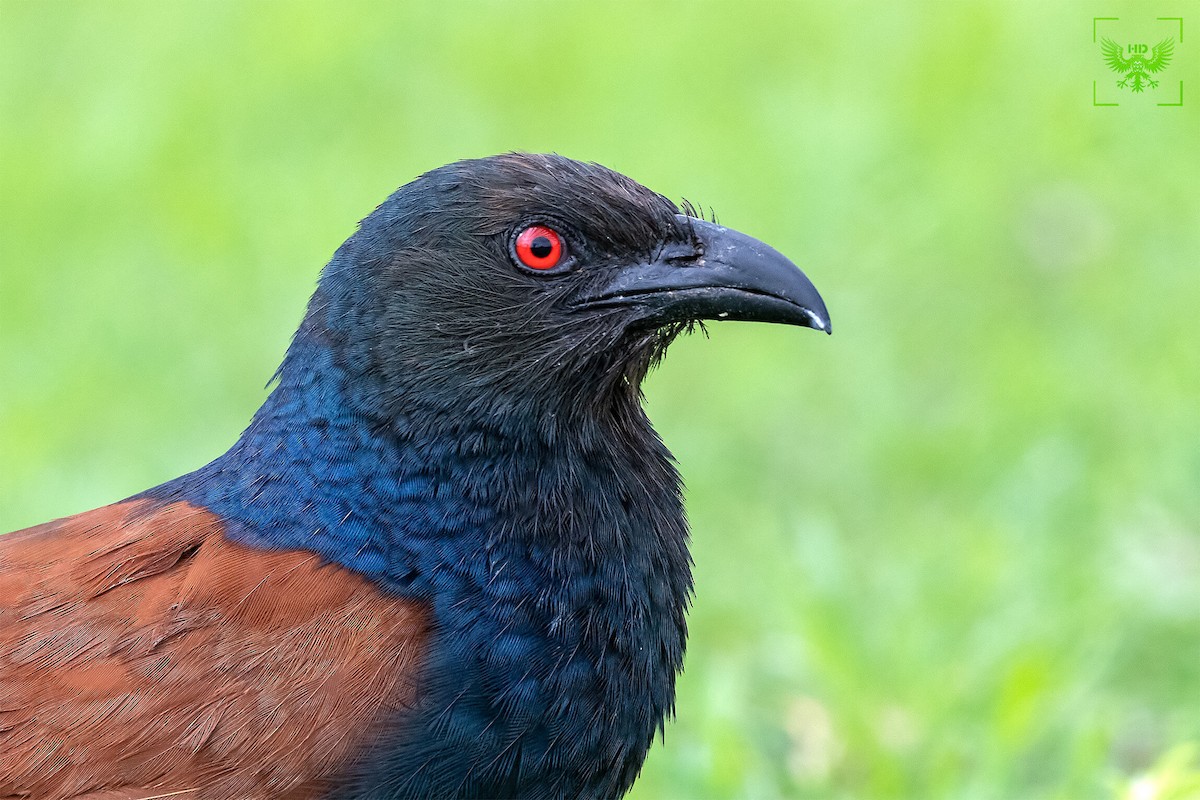 Greater Coucal - ML175215891