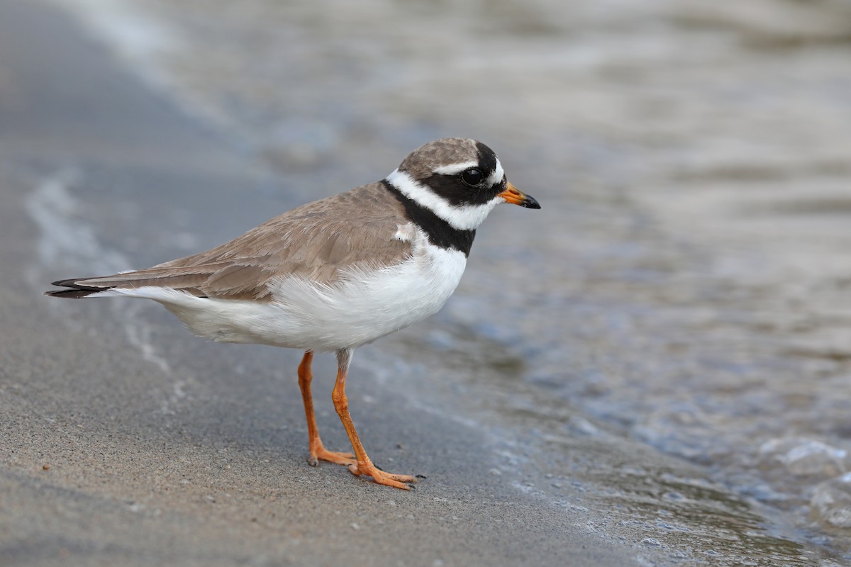 Common Ringed Plover - ML175217351