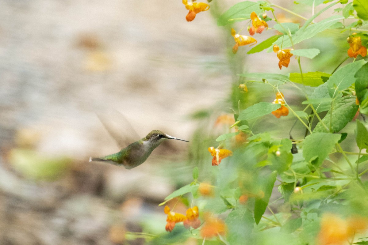 Ruby-throated Hummingbird - Morgan Rich
