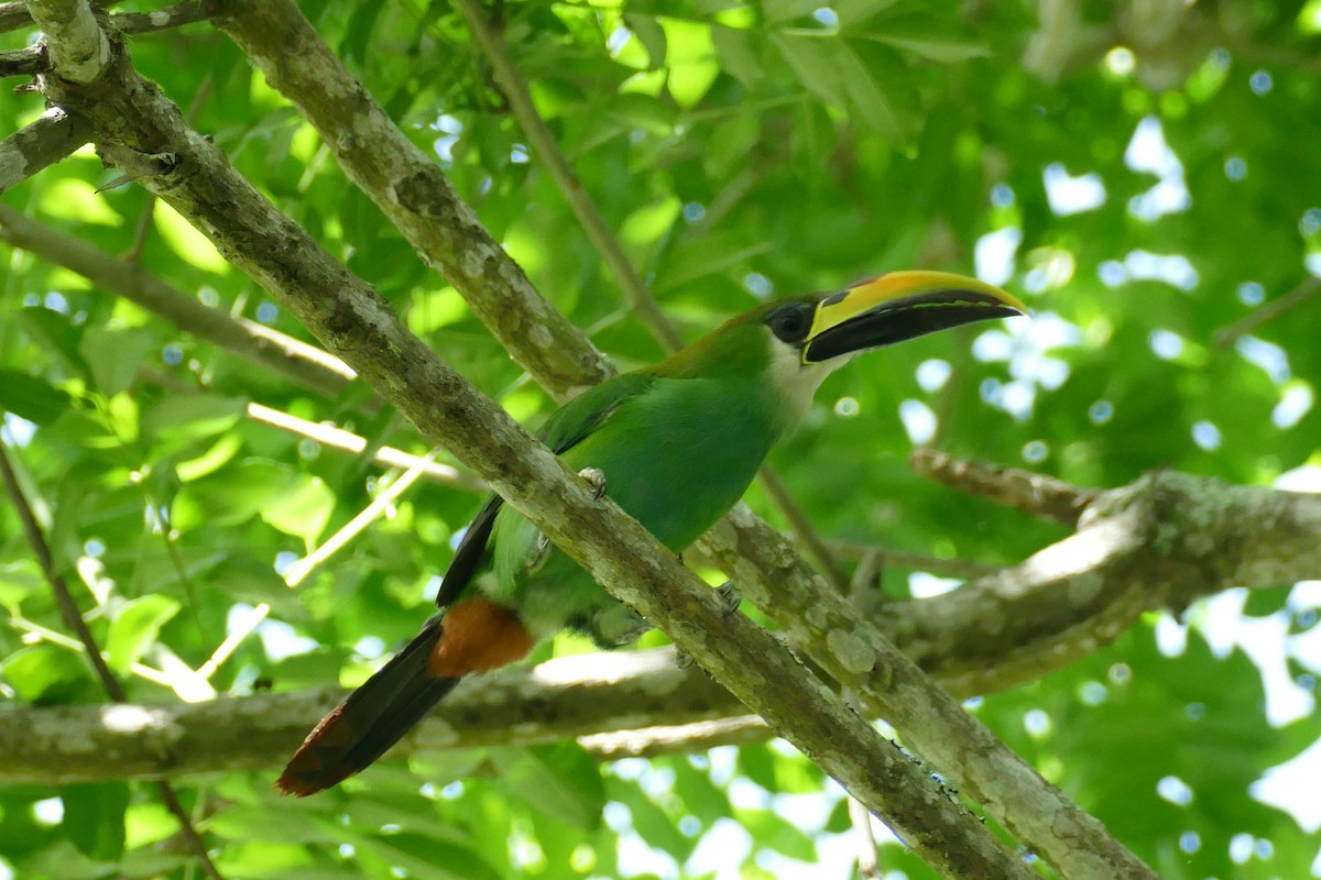 Northern Emerald-Toucanet - Gilberto Flores-Walter (Feathers Birding)