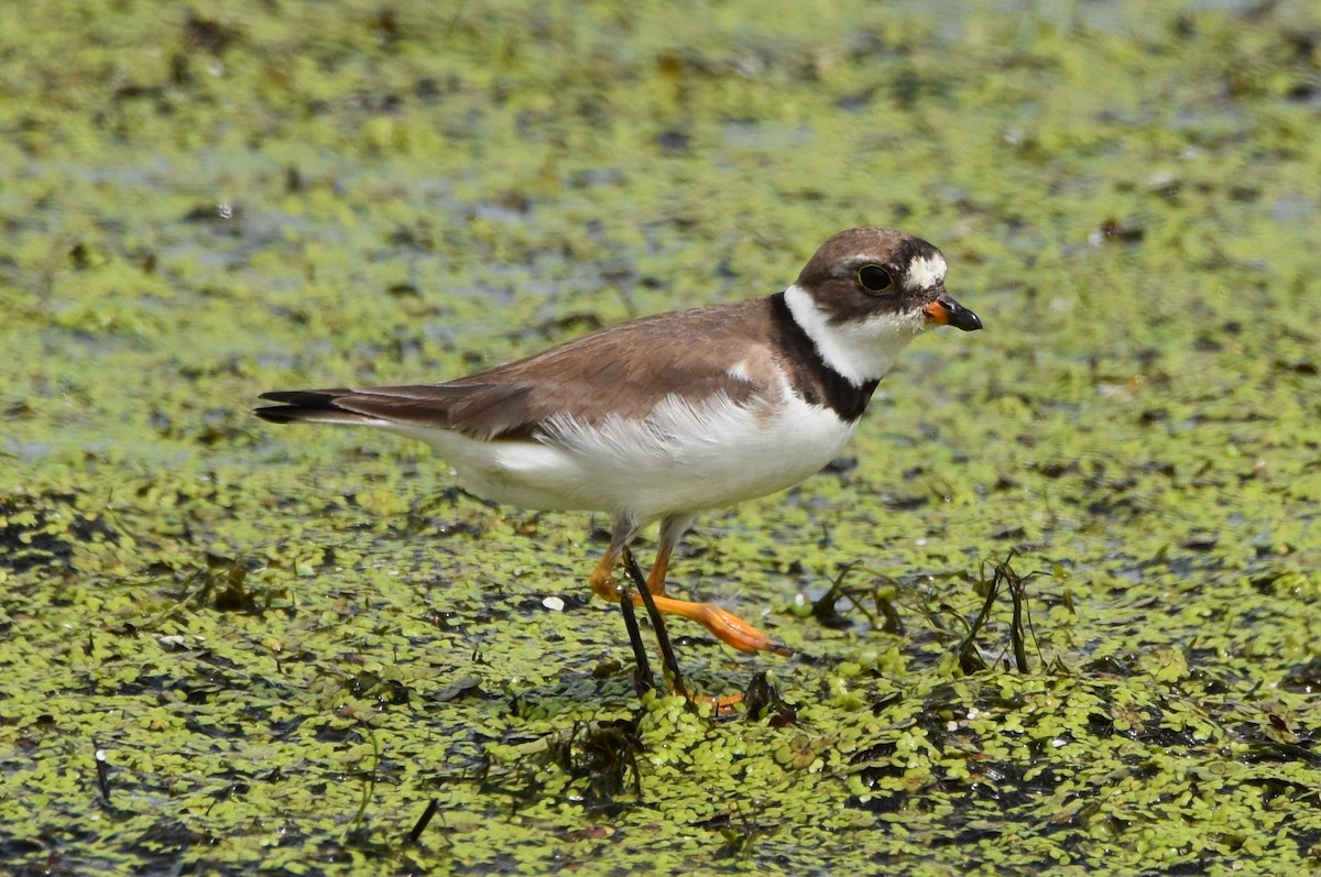 Semipalmated Plover - Michael Schall