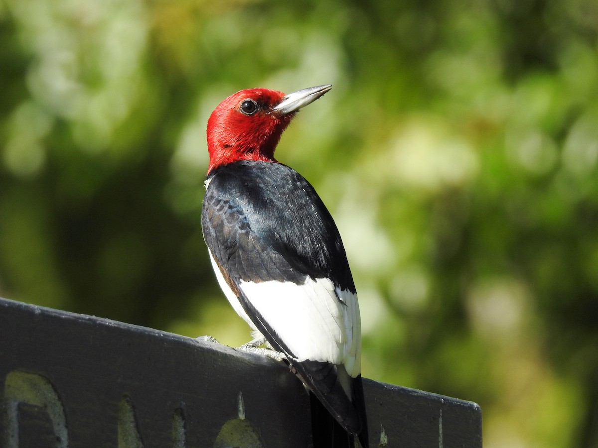 Red-headed Woodpecker - ML175227431