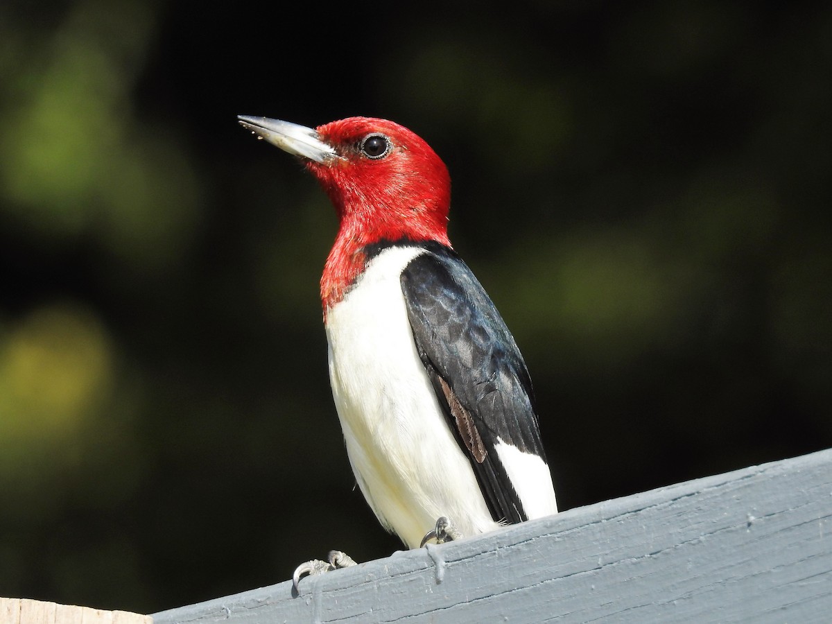 Red-headed Woodpecker - ML175227461
