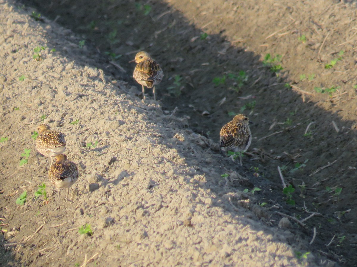 Pacific Golden-Plover - ML175228631