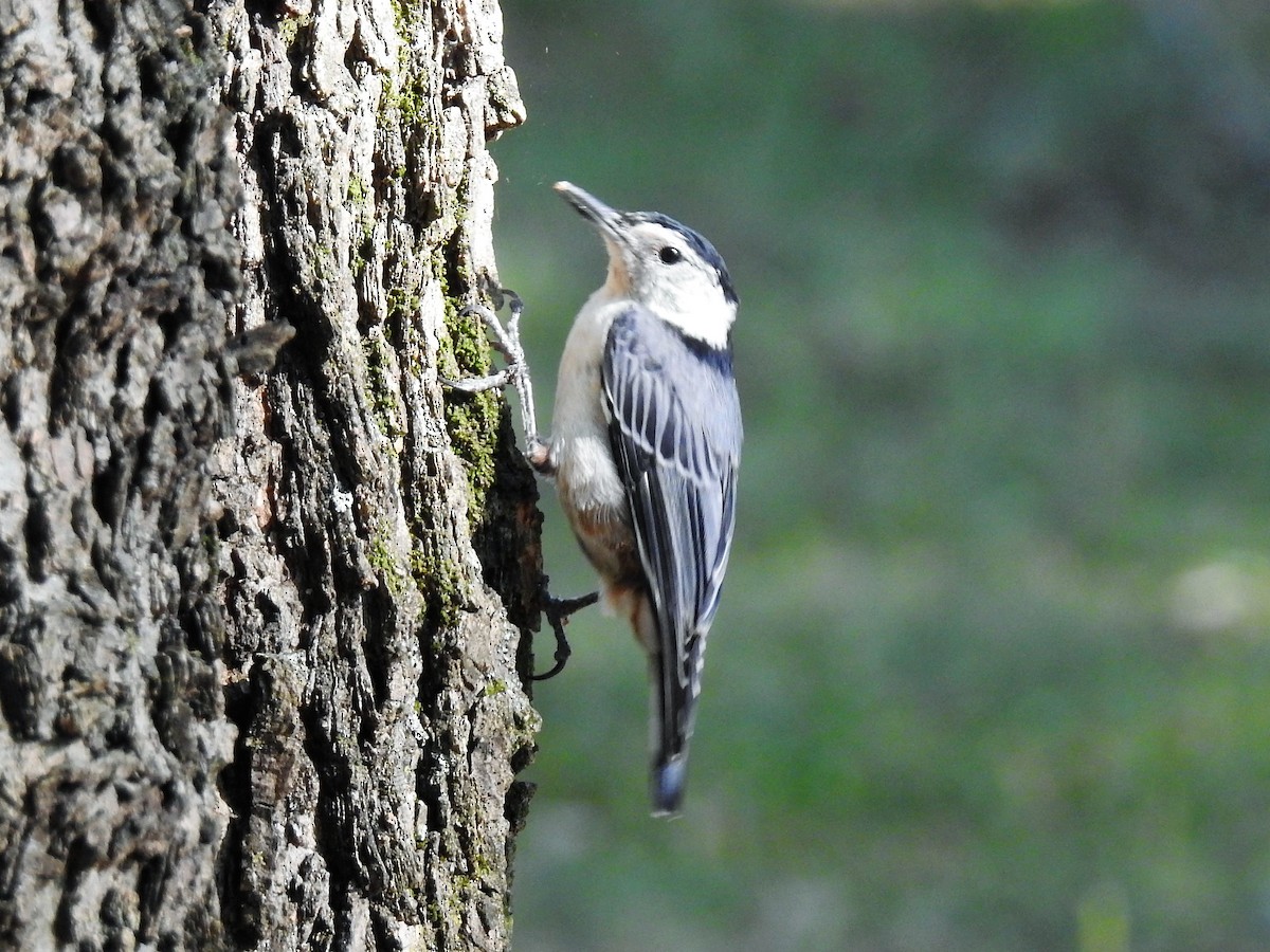 White-breasted Nuthatch - ML175229241