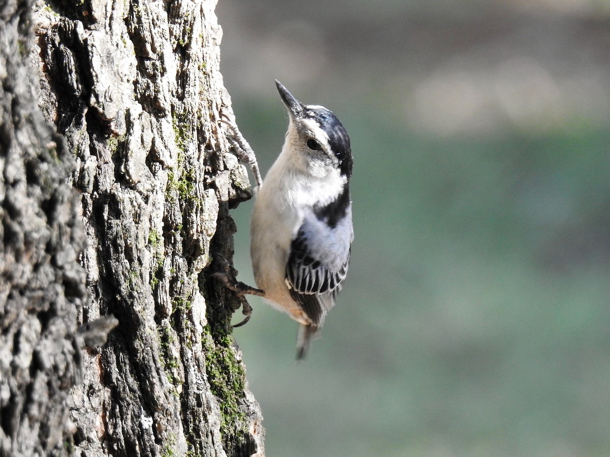 White-breasted Nuthatch - ML175229271
