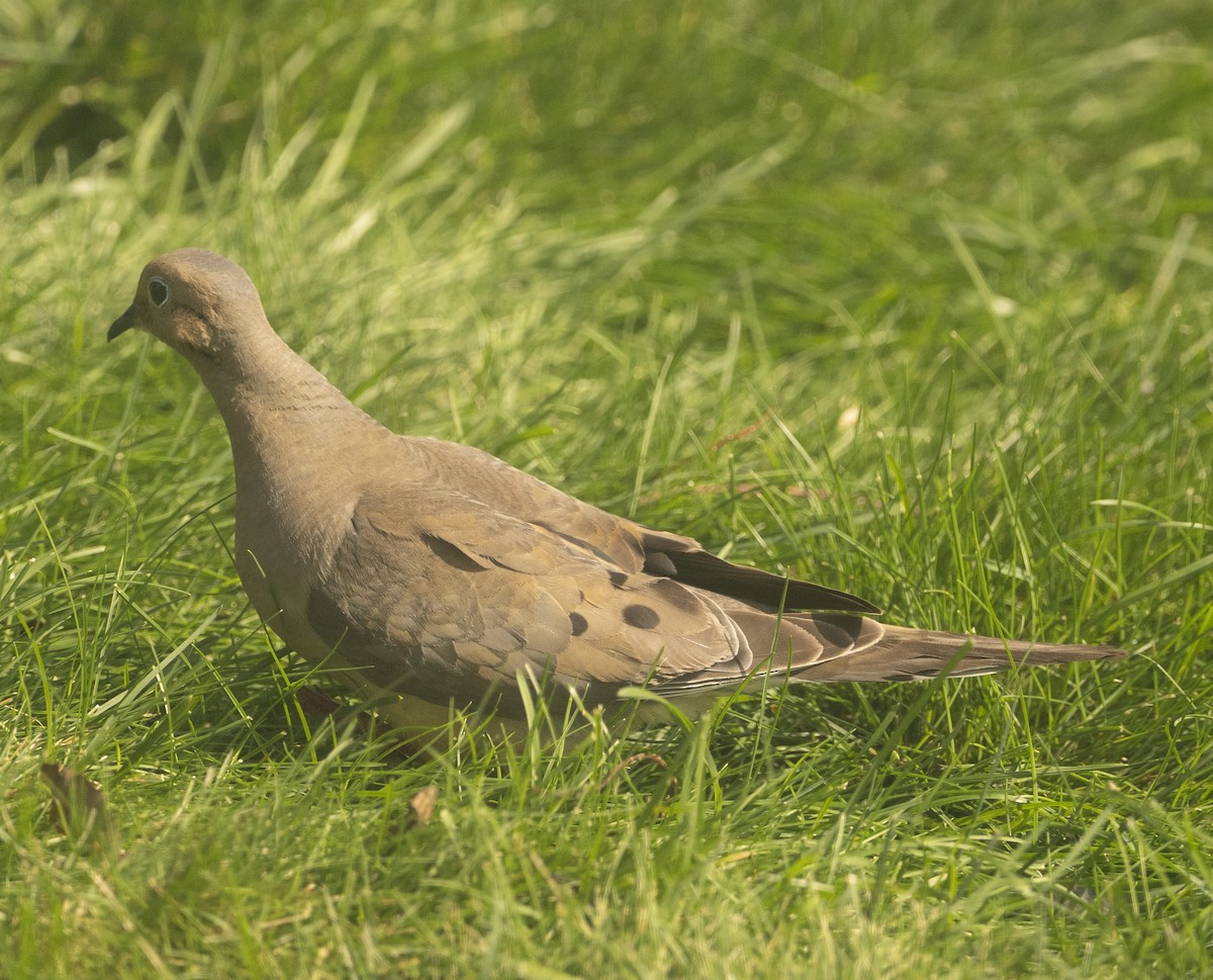 Mourning Dove - Amy Swarr