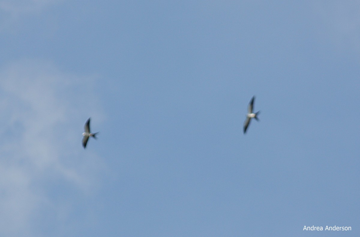 Swallow-tailed Kite - ML175233651
