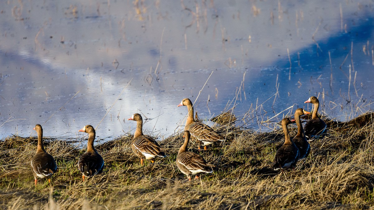 Greater White-fronted Goose - ML175235741