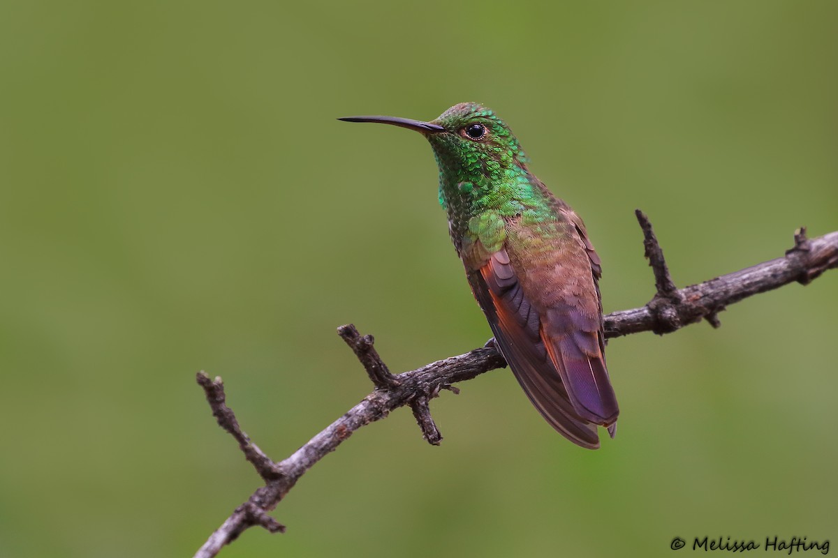 kolibřík mexický - ML175237721