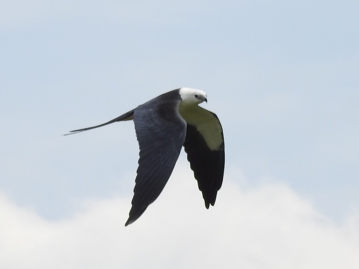 Swallow-tailed Kite - Aaron Nisley