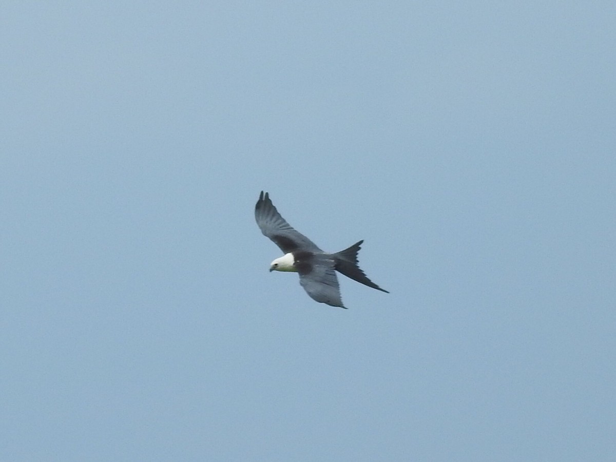 Swallow-tailed Kite - Aaron Nisley