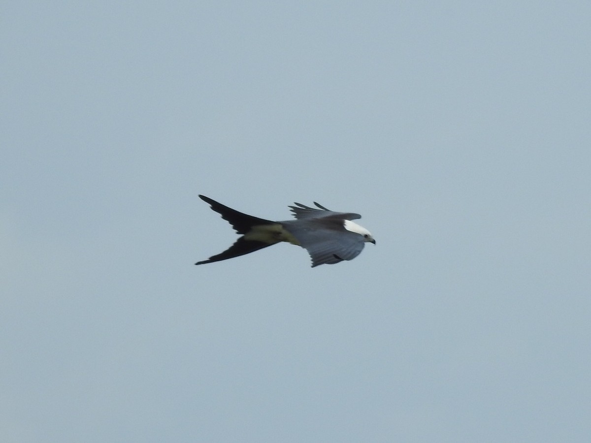 Swallow-tailed Kite - ML175239001