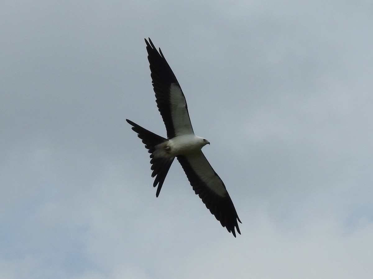 Swallow-tailed Kite - ML175239021