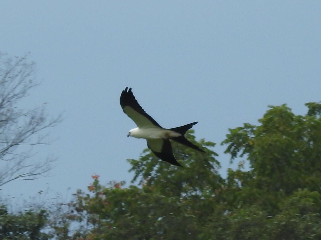 Swallow-tailed Kite - ML175239031