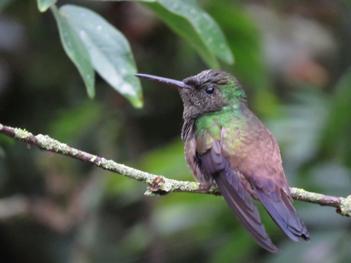 Green-bellied Hummingbird - ML175239231