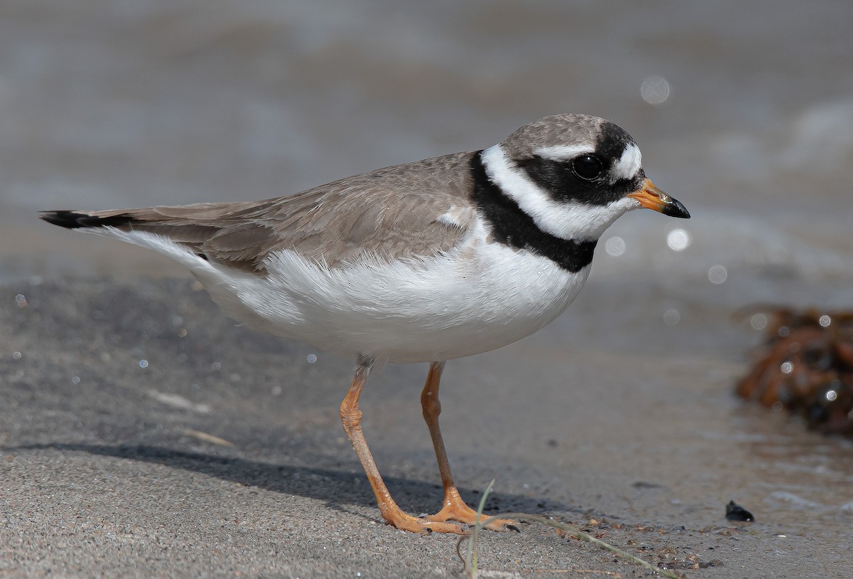 Common Ringed Plover - ML175240191