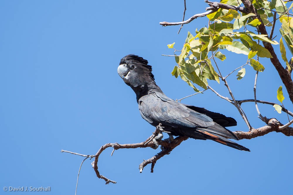 Red-tailed Black-Cockatoo - ML175243521
