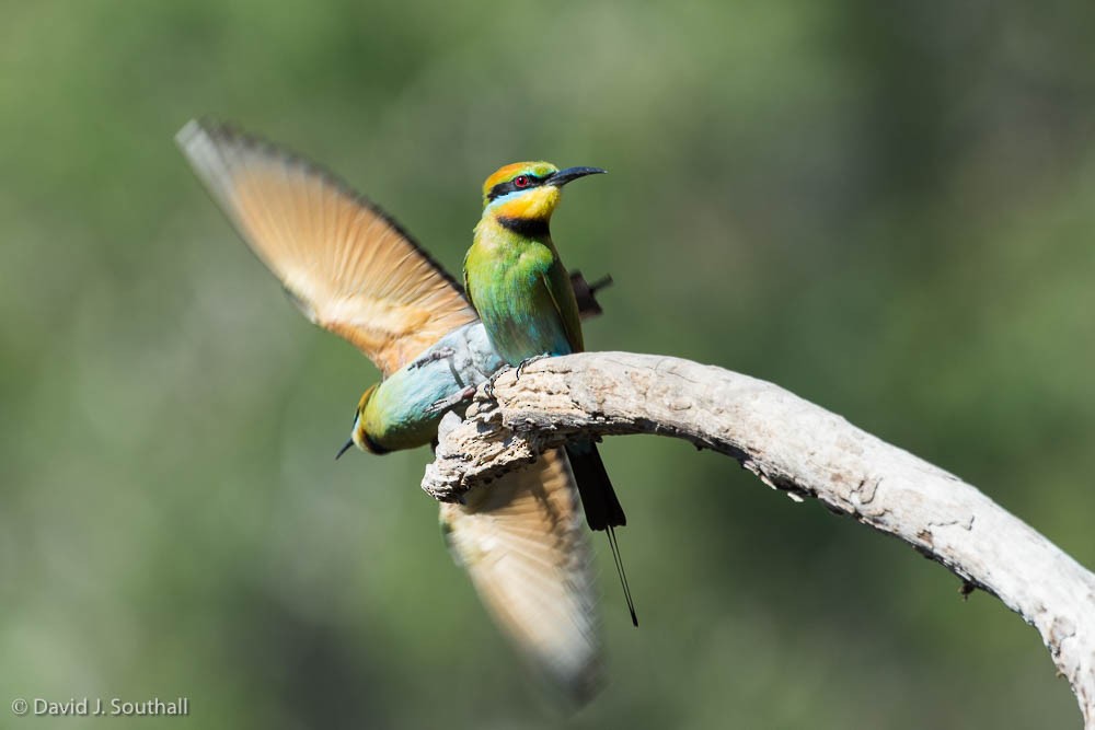 Rainbow Bee-eater - David Southall