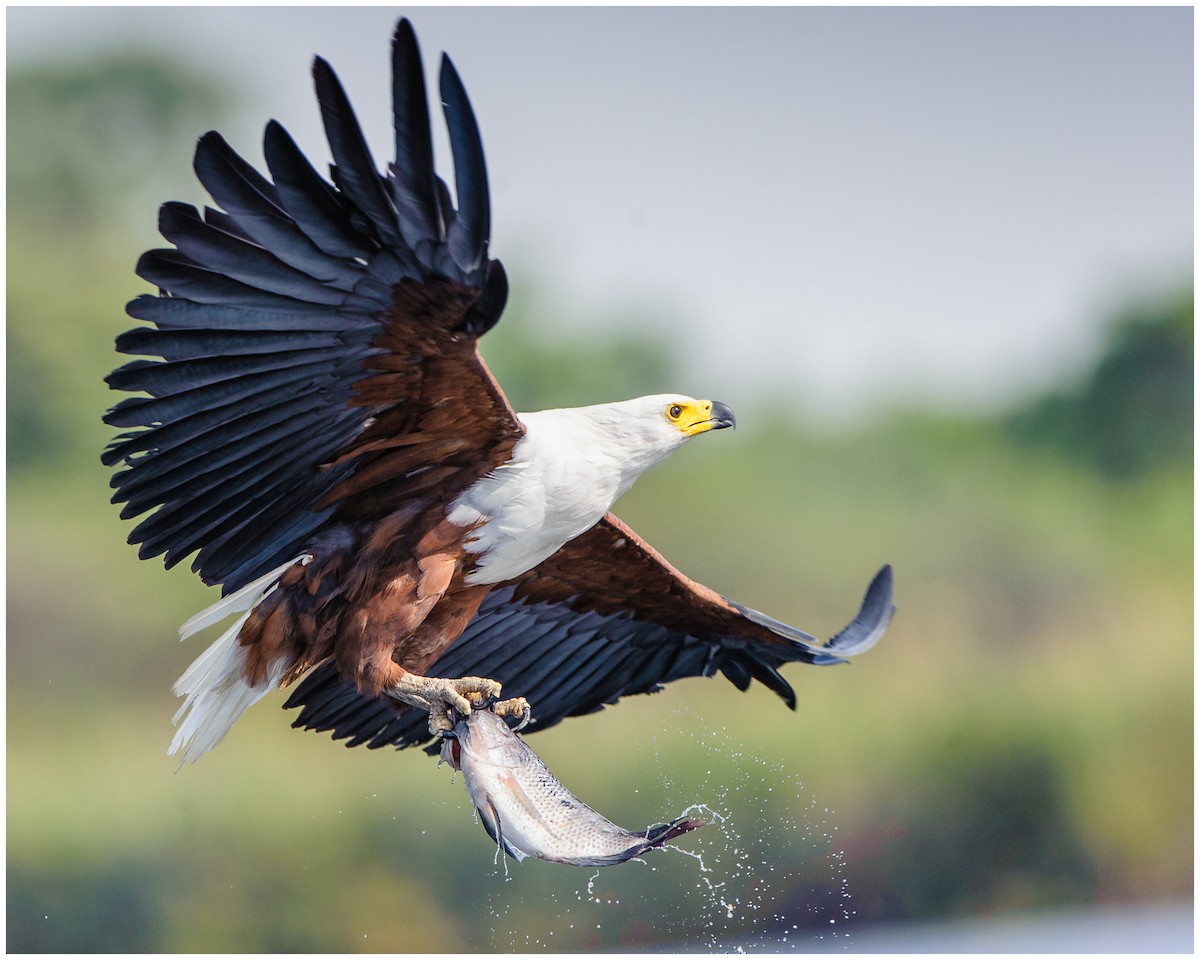 African Fish-Eagle - ML175244091